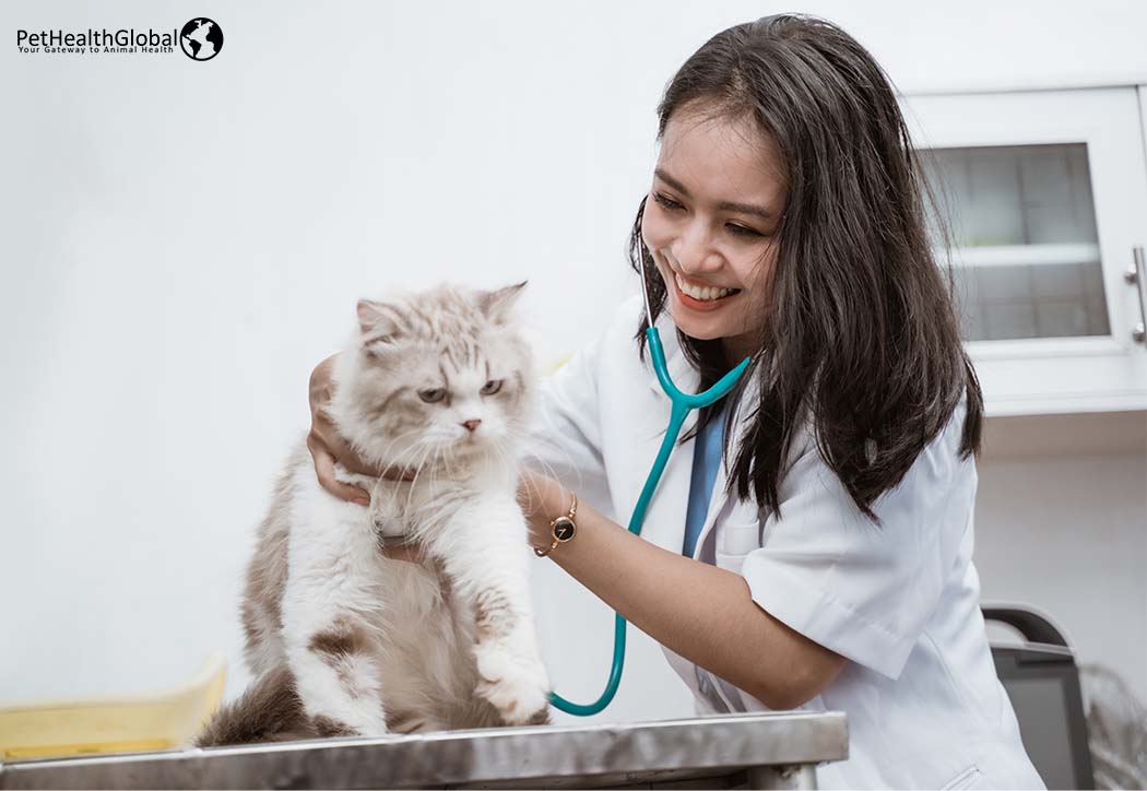 Cat at the vet